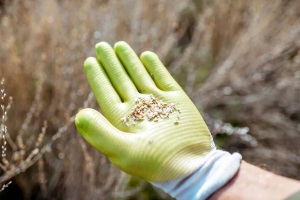 Hombre recogiendo semillas de berro — Foto de Stock