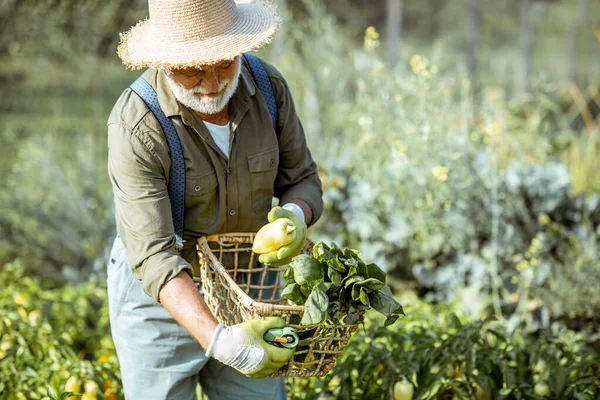 Senior pracujący w organicznym ogrodzie warzywnym — Zdjęcie stockowe