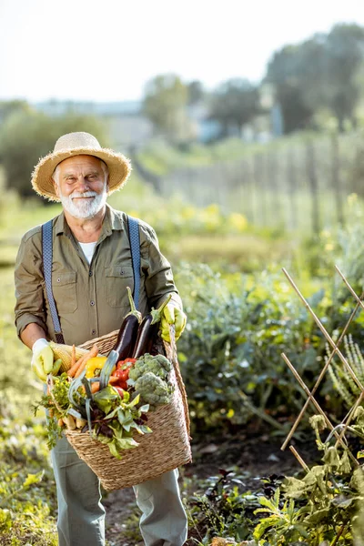 Retrato de un agrónomo senior con verduras —  Fotos de Stock