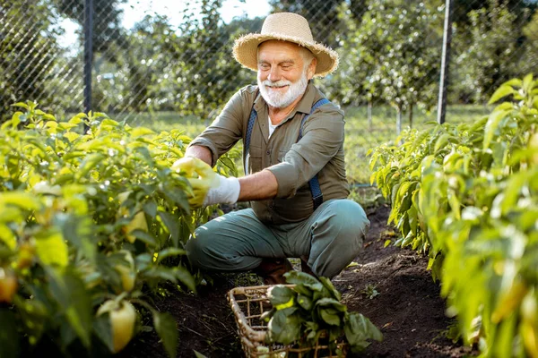 Старший мужчина, работающий на экологически чистом огороде — стоковое фото