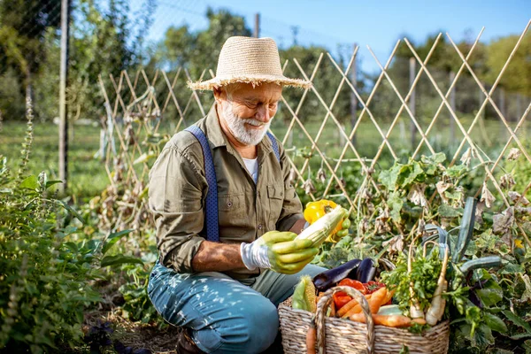 Hombre mayor trabajando en un huerto orgánico —  Fotos de Stock