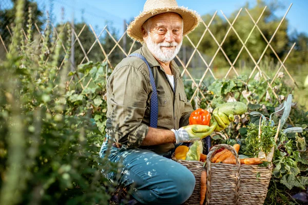 Senior die werkt aan een biologische moestuin — Stockfoto