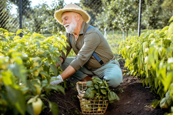 Senior pracujący w organicznym ogrodzie warzywnym — Zdjęcie stockowe