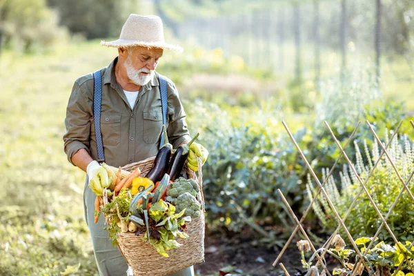 Portret van een senior agronomist met groenten — Stockfoto