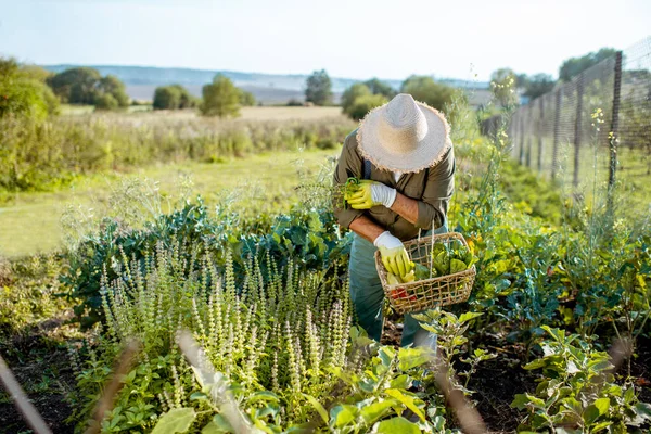 Son sınıf öğrencisi organik sebze bahçesinde çalışıyor. — Stok fotoğraf