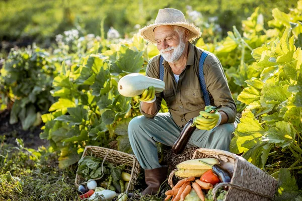 Старший мужчина с овощами в саду — стоковое фото