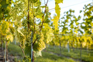 Üzüm bağında sıralanmış üzümler