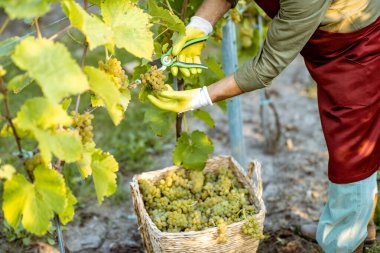 Şarap üreticisi üzüm topluyor.