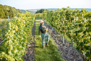 Üzüm bağında kıdemli şarapçı