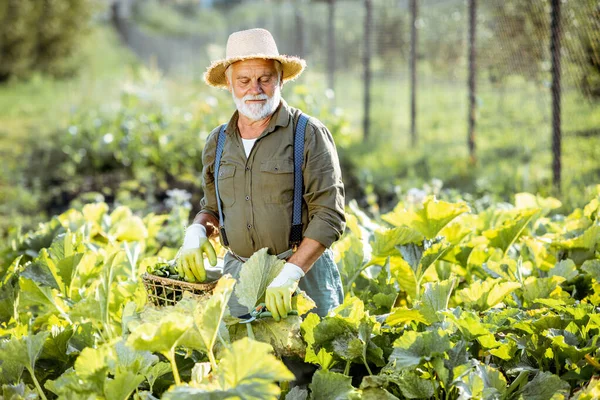 Senior die werkt aan een biologische moestuin — Stockfoto