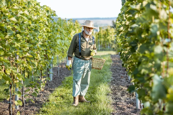 Vigneron senior sur le vignoble — Photo