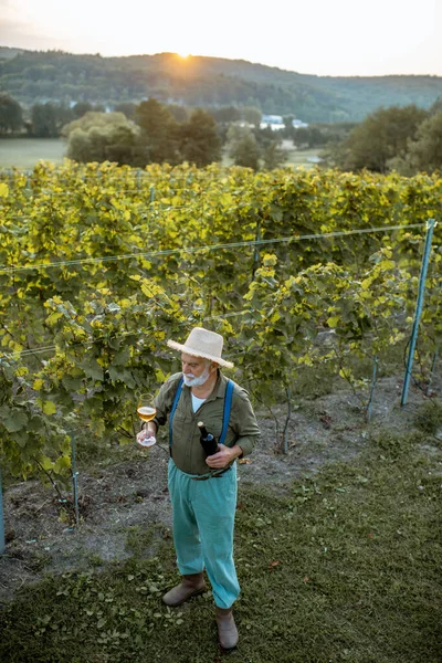 Üzüm bağında şarap üreticisi — Stok fotoğraf