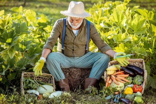 Senior man met groenten op de tuin — Stockfoto