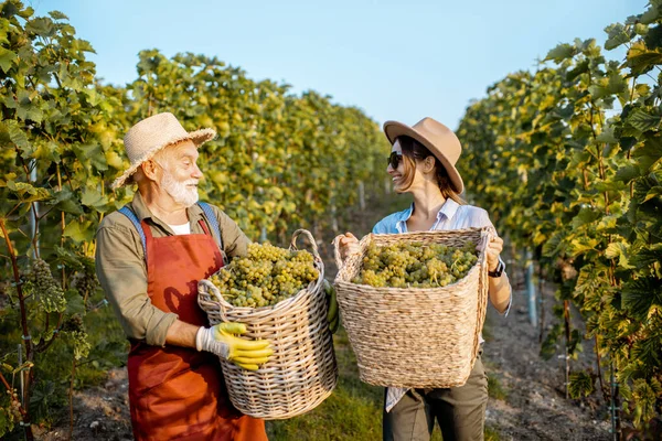 Старший мужчина с молодой женщиной с виноградом на винограднике — стоковое фото