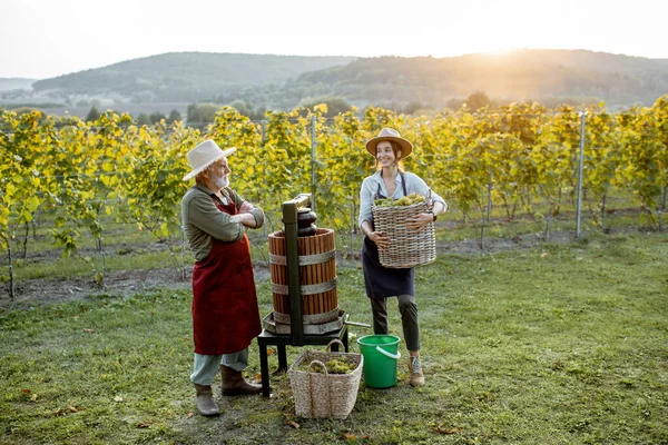Старший чоловік з молодою жінкою, що пресує виноград для виробництва вина — стокове фото
