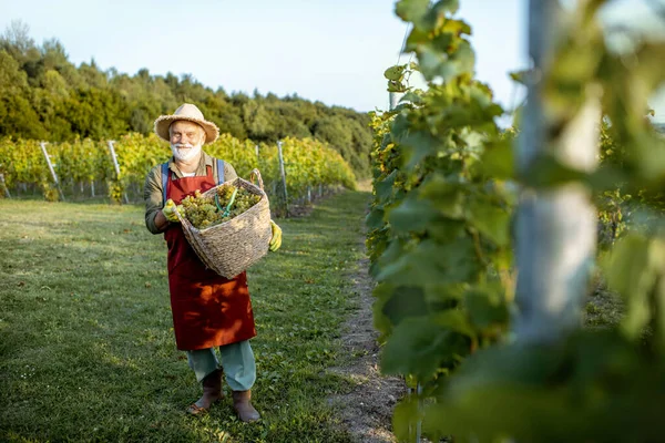 Senior wijnmaker met druiven op de wijngaard — Stockfoto