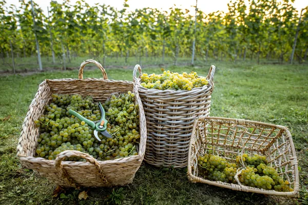 Cestini con uva in vigna — Foto Stock