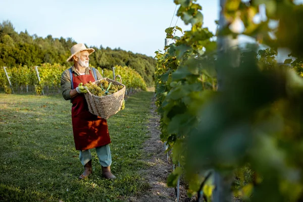 Viticoltore senior con uve in vigna — Foto Stock