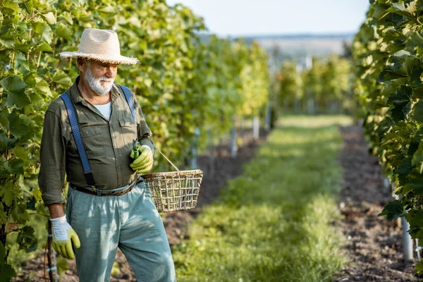 Senior-Winzer auf dem Weinberg — Stockfoto