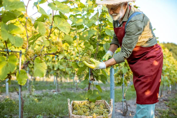 Enólogo senior recogiendo uvas — Foto de Stock