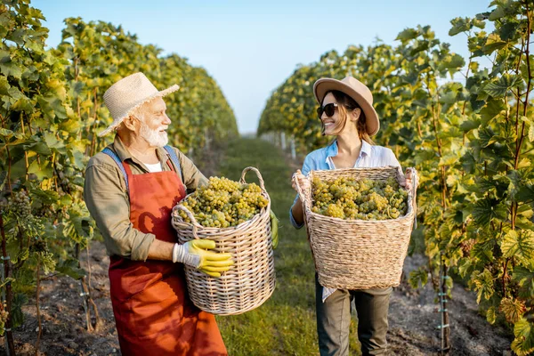 Uomo anziano con giovane donna con uva in vigna — Foto Stock