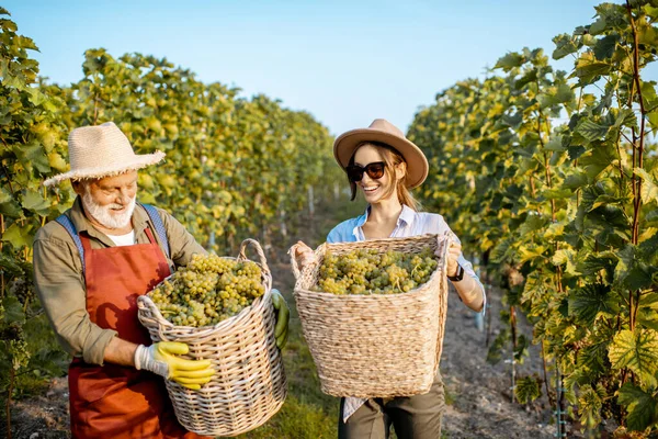 Uomo anziano con giovane donna con uva in vigna — Foto Stock