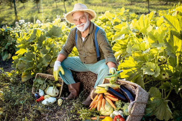 Hombre mayor con verduras en el jardín —  Fotos de Stock