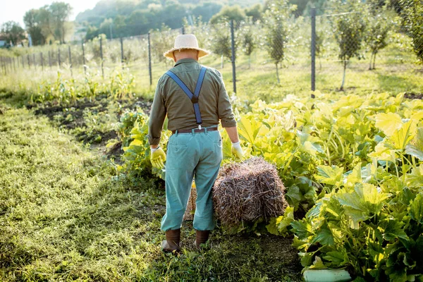 Senior man met hooi op de moestuin — Stockfoto