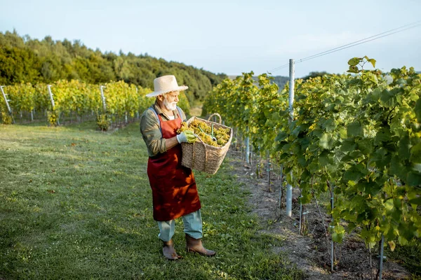 Enólogo senior con uvas en el viñedo — Foto de Stock