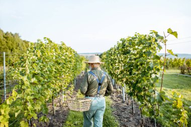 Üzüm bağında kıdemli şarapçı