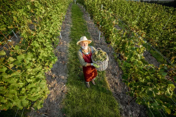 Wijngaard met mens die druiven oogst — Stockfoto