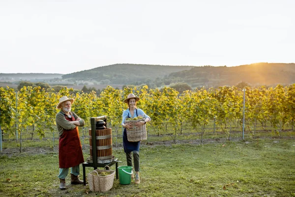 Старший мужчина с молодой женщиной прессовать виноград для производства вина — стоковое фото