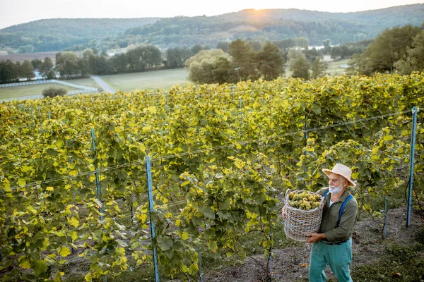 Uomo anziano con uva da vino in vigna — Foto Stock