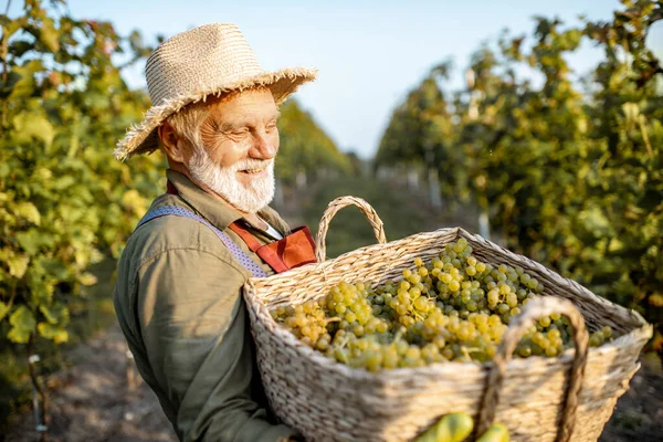 Senior-Winzer mit Trauben auf dem Weinberg — Stockfoto