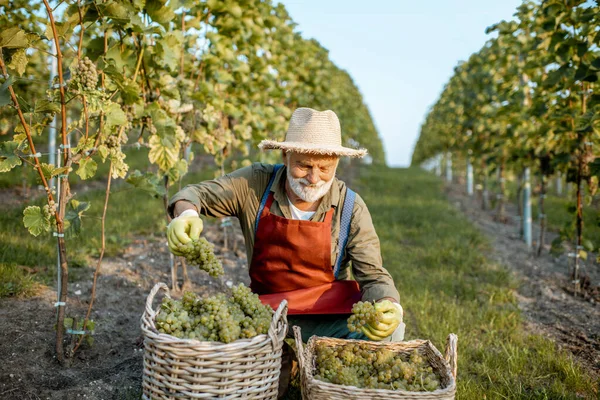 Enólogo senior con uvas en el viñedo —  Fotos de Stock