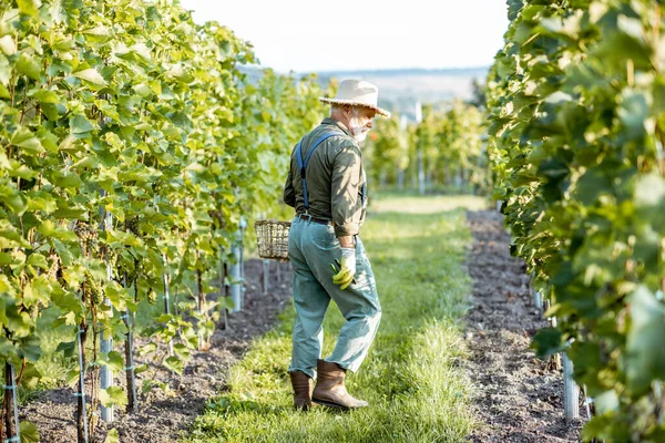 Vigneron senior sur le vignoble — Photo