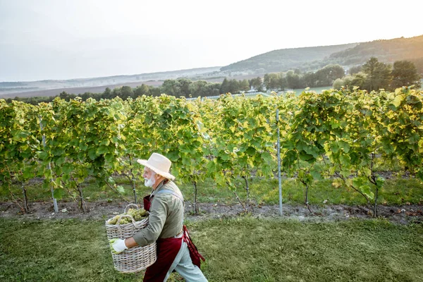 Senior man oogsten op de wijngaard — Stockfoto