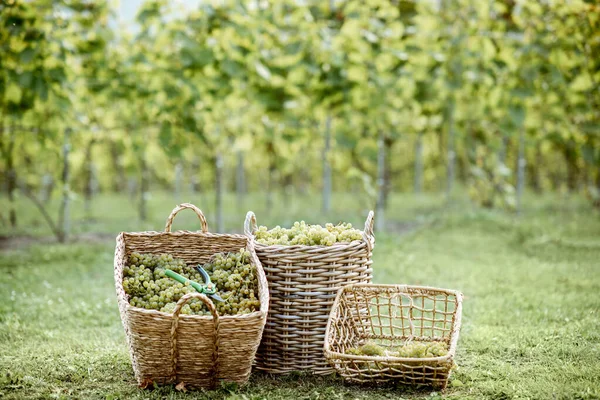 Baskets with grapes on the vineyard — Stock Photo, Image