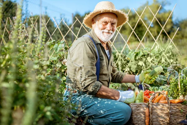 Senior pracujący w organicznym ogrodzie warzywnym — Zdjęcie stockowe