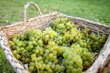 Üzüm bağında üzüm sepetleri