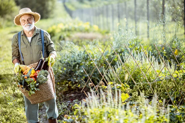 Retrato de un agrónomo senior con verduras —  Fotos de Stock