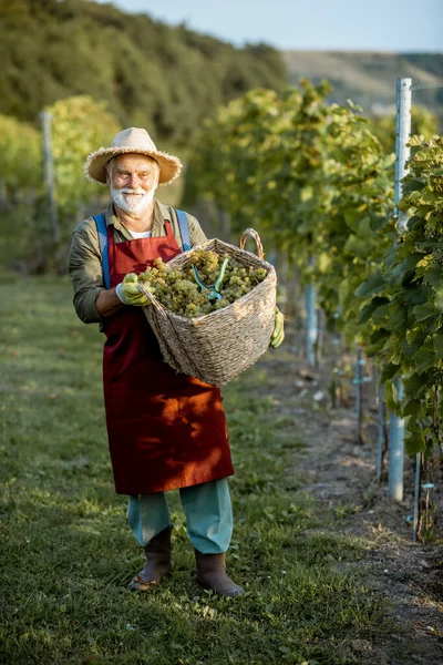 Enólogo senior con uvas en el viñedo — Foto de Stock