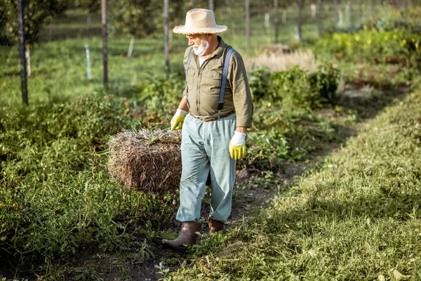 Старший мужчина с сеном на огороде — стоковое фото
