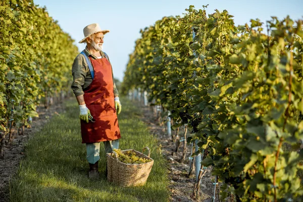 Viticoltore senior con uve in vigna — Foto Stock