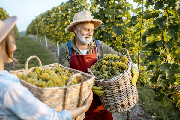 Homem sênior com mulher jovem com uvas na vinha — Fotografia de Stock