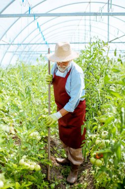 Kıdemli adam domates tarlasında çalışıyor.