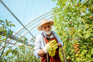 Kıdemli adam domates tarlasında tarım çiftliğinde çalışıyor.