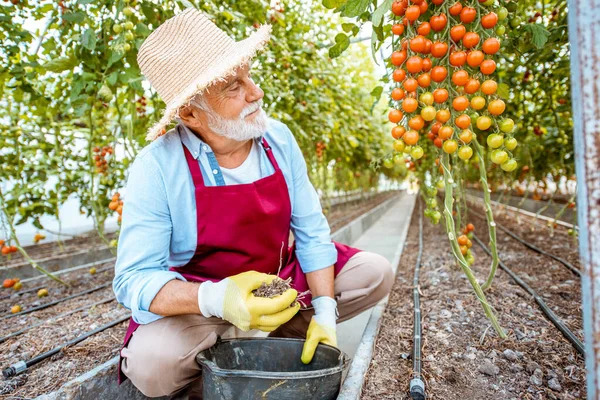 Hombre mayor cultivando tomates en el invernadero —  Fotos de Stock