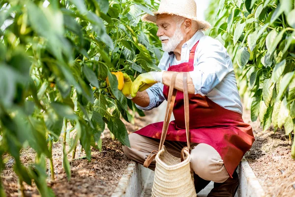 Senoir man oogst pepers op een boerderij — Stockfoto