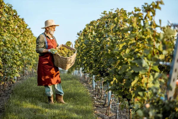 Enólogo sénior com uvas na vinha — Fotografia de Stock